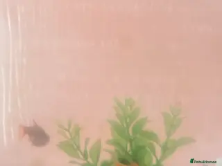 Barbs fish Rosy barbs - Advert 14