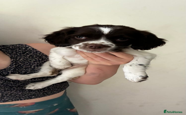 English Springer Spaniel dogs - Advert 13