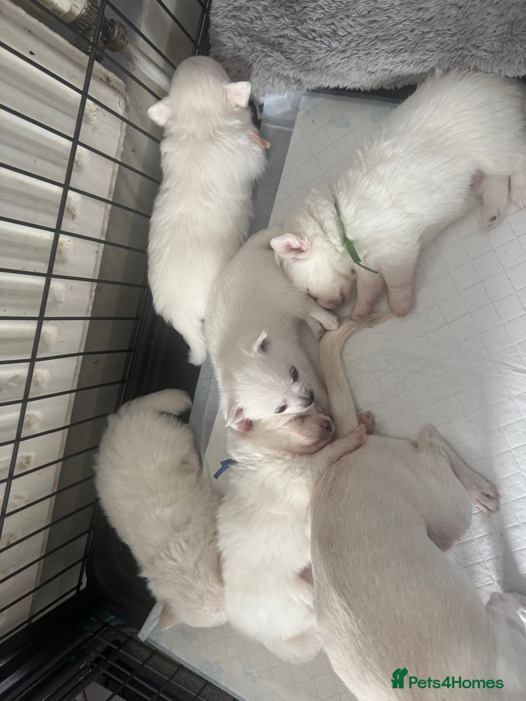 Pomchi dogs for sale: Beautiful Fluffy Pomchis - Image 19