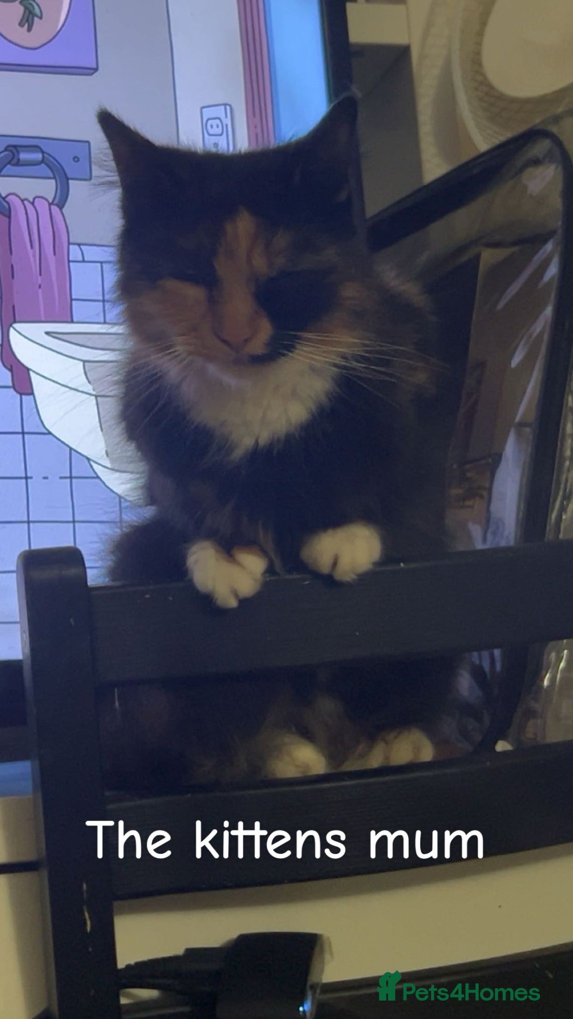 Mixed Breed cats Kittens for sale to go to a loving family. - Advert 4