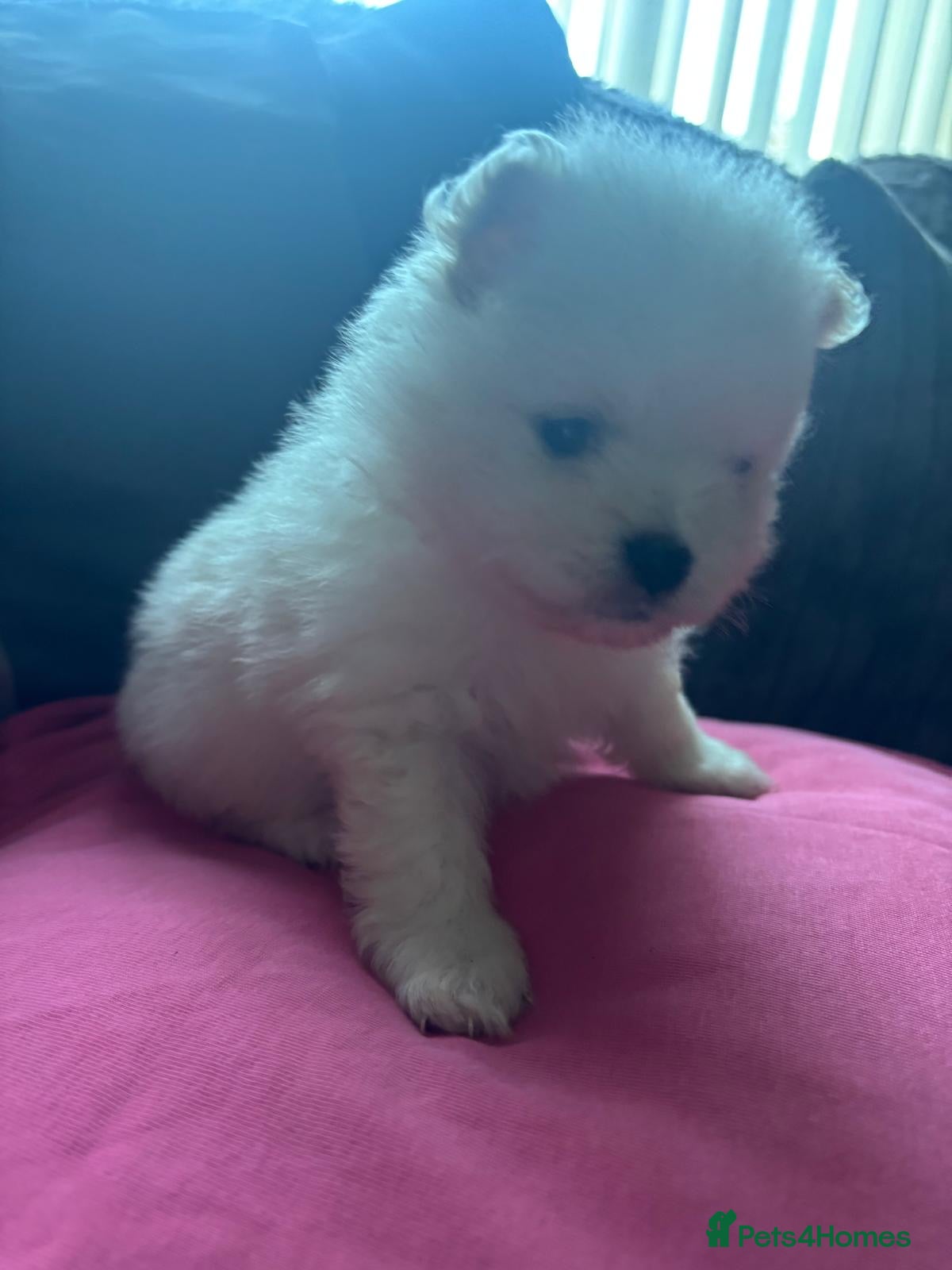 Pomeranian dogs Pomeranian puppies XS teddy face 🐶pure pedigree  - Advert 2