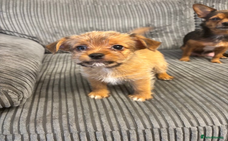 Mixed Breed dogs LAST BOY REDUCED. Coton de tulear x Chihahua pups - Advert 6