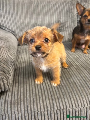 Mixed Breed dogs LAST BOY REDUCED. Coton de tulear x Chihahua pups - Advert 6