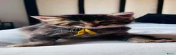 Mixed Breed cats for sale: X4 male kittens  in Hornsea - Advert 4