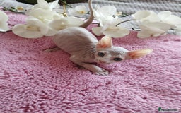 Sphynx cats for sale: Beautiful sphinx kittens - Image 3