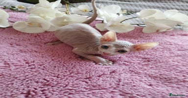 Sphynx cats - Advert 15