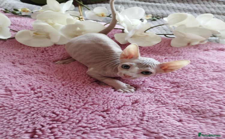 Sphynx cats - Advert 2