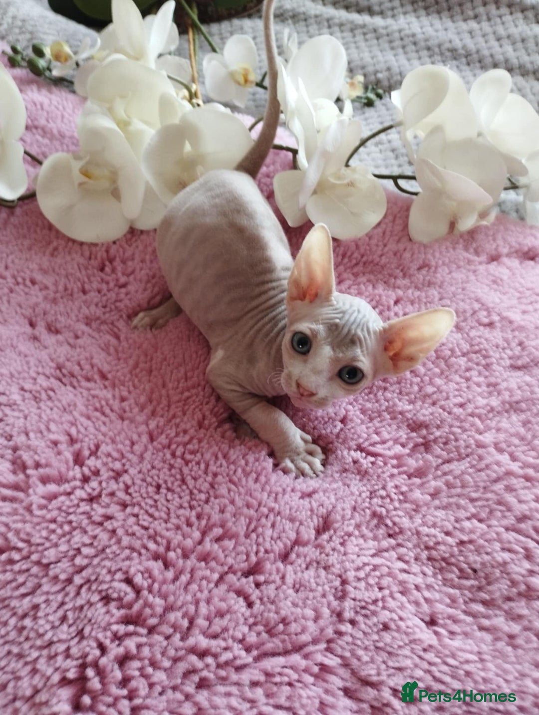 Sphynx cats for sale: Beautiful sphinx kittens - Image 3