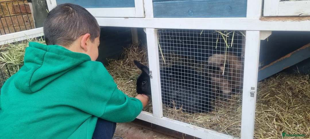 Mixed Breed rabbits for sale: Bonded adult Rabbits  - Advert 4