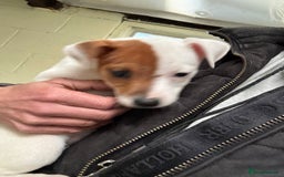 Jack Russell dogs for sale: Jack Russell puppy dog  - Image 2