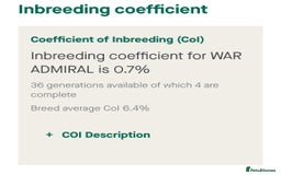 Golden Retriever dogs for stud: EXCEPTIONAL HEALTH 0.7% COI - Advert 3