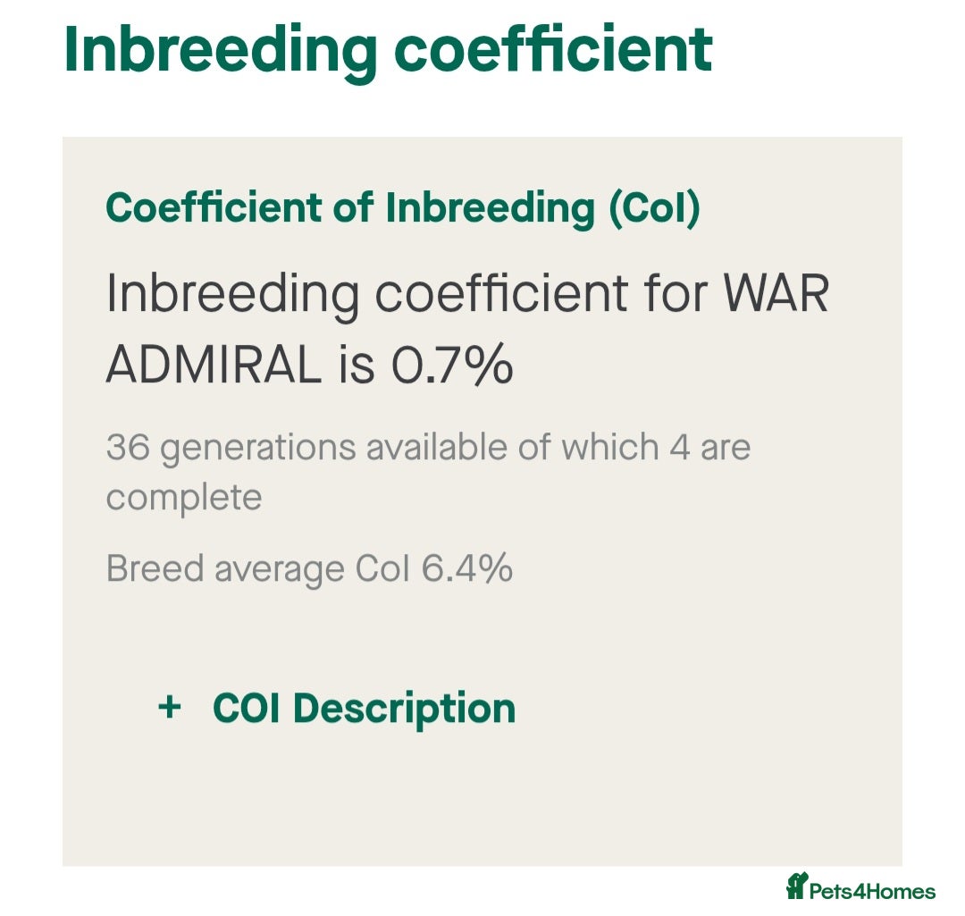 Golden Retriever dogs for stud: EXCEPTIONAL HEALTH 0.7% COI - Advert 3