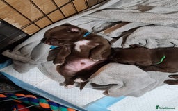 Labrador Retriever dogs for sale: Beautiful Labrador Puppies - Advert 5