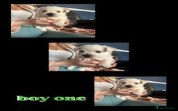 West Highland Terrier dogs for sale: Gorgeous West Highland White (Westie) Puppies - Image 17