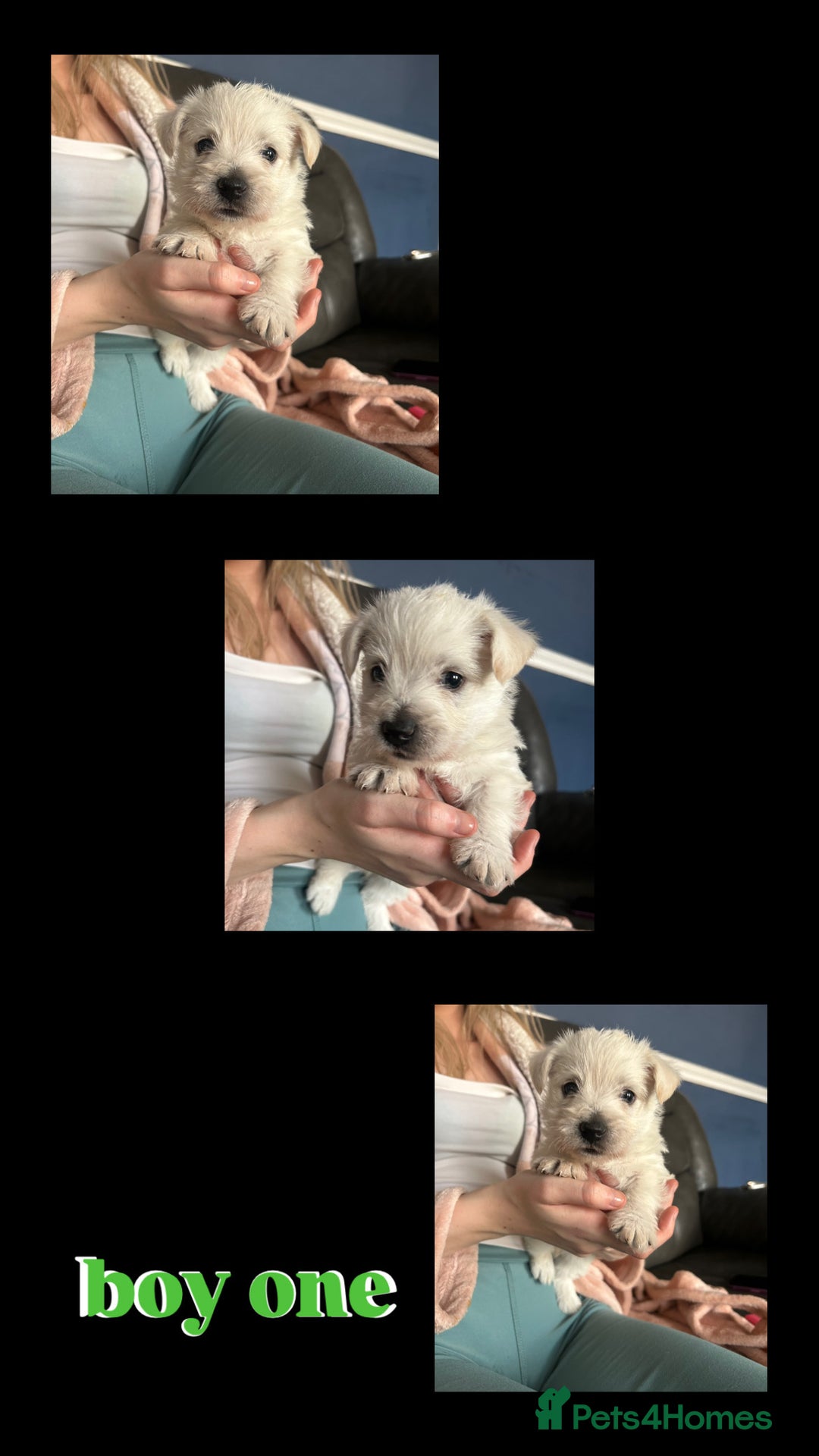 West Highland Terrier dogs for sale: Gorgeous West Highland White (Westie) Puppies - Image 17