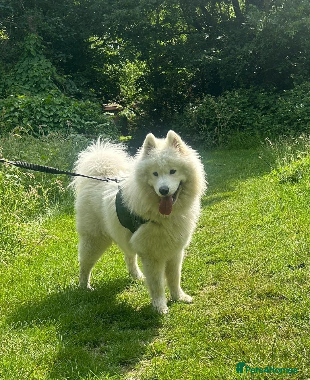 Samoyed dogs for sale: Beautiful Samoyed Echo – 1 Year 11 months - Advert 4