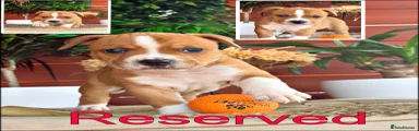 Staffordshire Bull Terrier Puppy 2