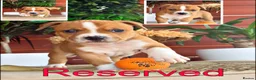 Staffordshire Bull Terrier dogs for sale: Staffordshire Bull Terrier Puppies🎀 🐶 - Advert 13