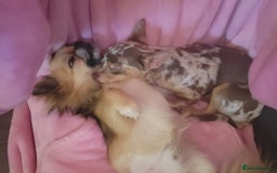 Chihuahua dogs for sale: Chiuahuah pups Lilac merl, fawn and white  - Image 2