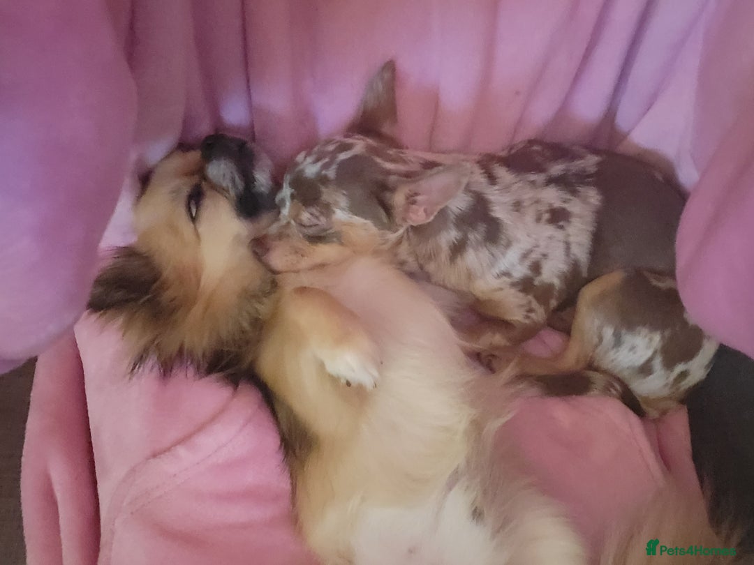 Chihuahua dogs for sale: Chiuahuah pups Lilac merl, fawn and white  - Image 2
