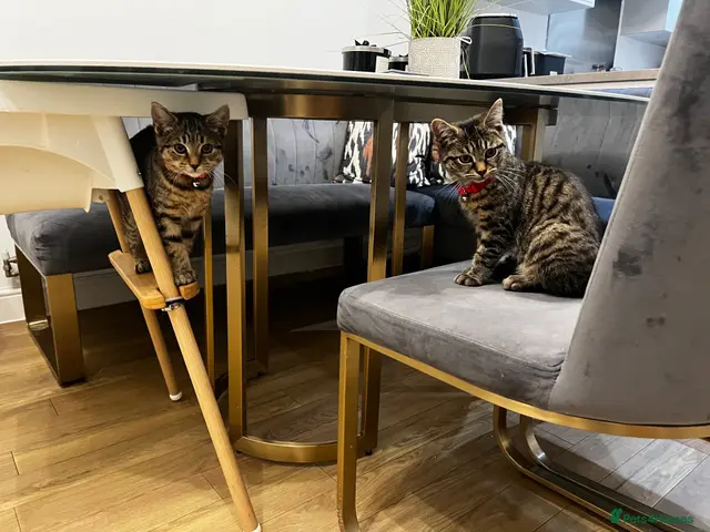 American Shorthair cats Tabby kittens - Advert 1
