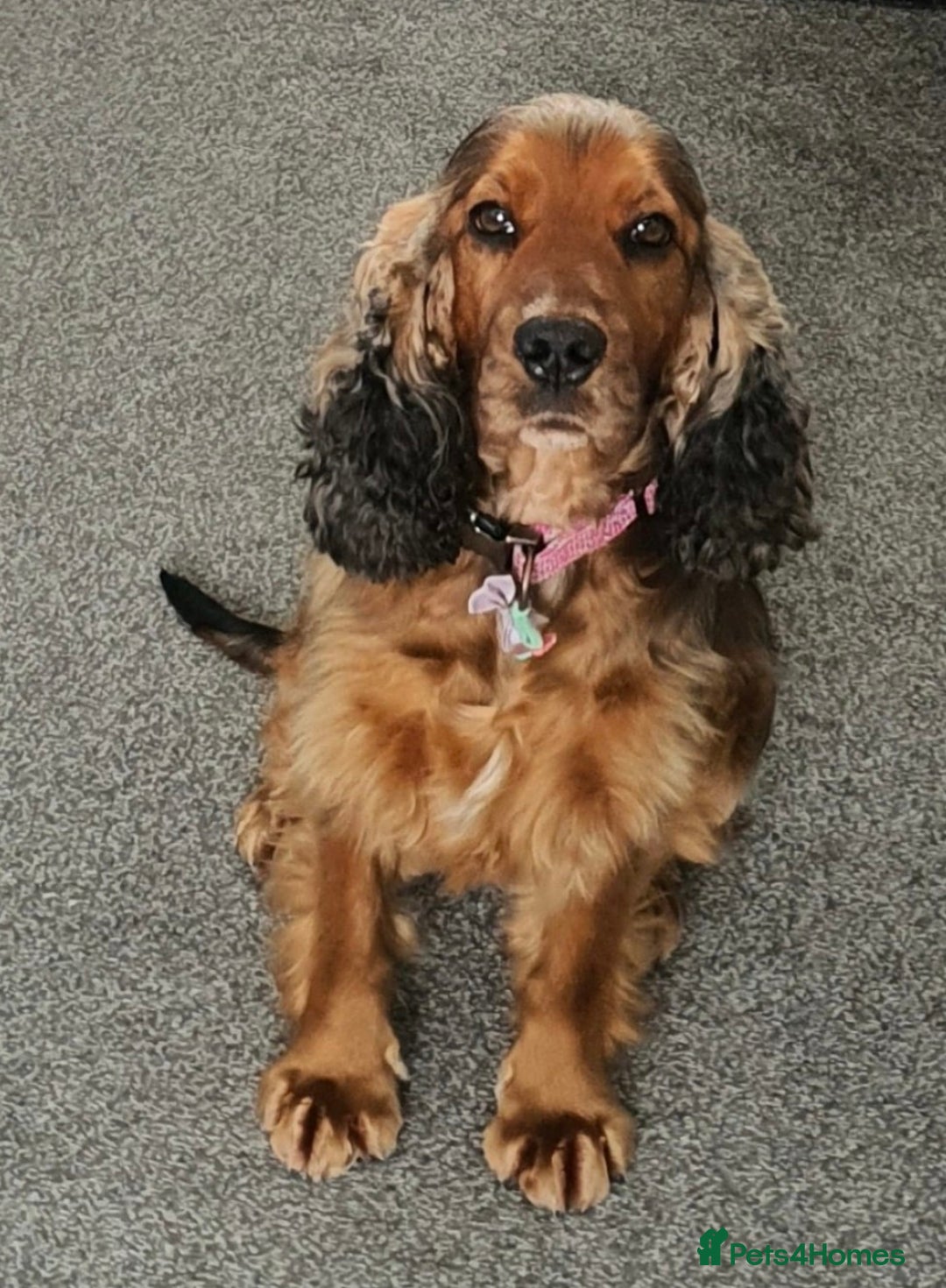 Cocker Spaniel dogs for sale: Litter of gorgeous cocker spaniel puppies  - Advert 3