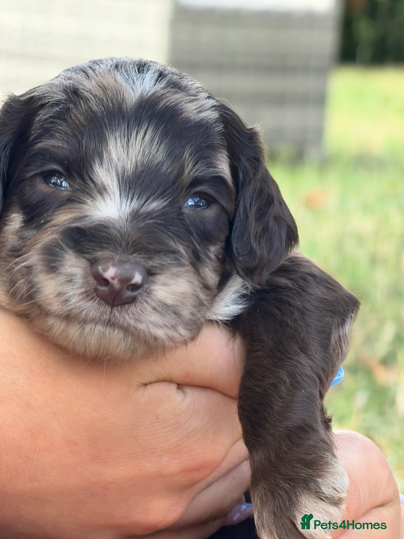 Sproodle dogs F1 Merle Sproodles FULLY DNA 5⭐️ Licensed Breeder - Advert 2