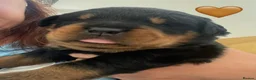 Rottweiler dogs for sale: Champion German Rottweiler Puppies - Advert 22