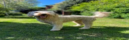 Goldendoodle dogs for stud: StandardGoldendoodle Stud–Intelligent,Non-Shedding in Loughborough - Advert 10