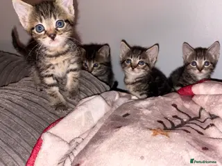 Domestic Shorthair cats Tabby kittens ready 26-1-26have all been reserved - Advert 13