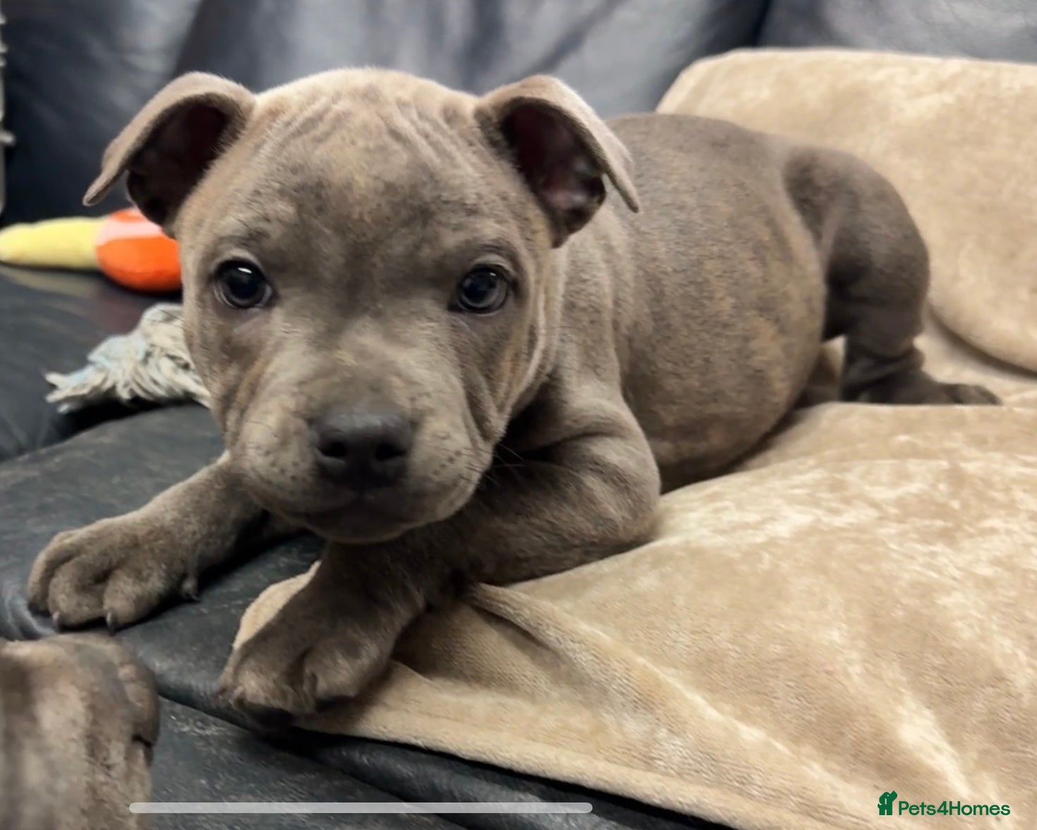 Staffordshire Bull Terrier dogs KC & DNA tested Staffordshire Bull Terrier Puppies - Advert 9