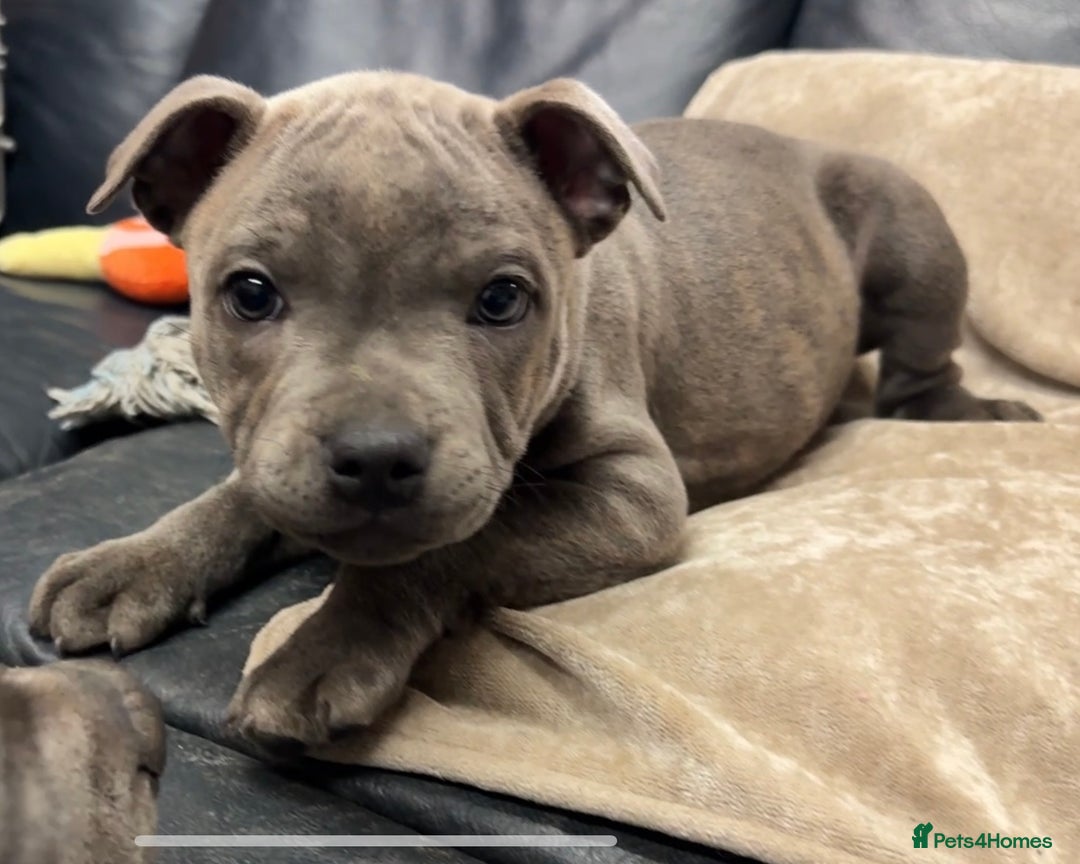 Staffordshire Bull Terrier dogs for sale: KC & DNA tested Staffordshire Bull Terrier Puppies - Advert 1