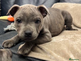 Staffordshire Bull Terrier dogs KC & DNA tested Staffordshire Bull Terrier Puppies - Advert 10
