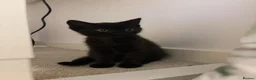 Mixed Breed cats for sale: British shorthair cross - Advert 3