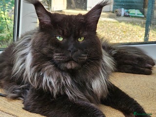 Maine Coon cats for stud: Maincoon for STUD duties in Rainham - Advert 2