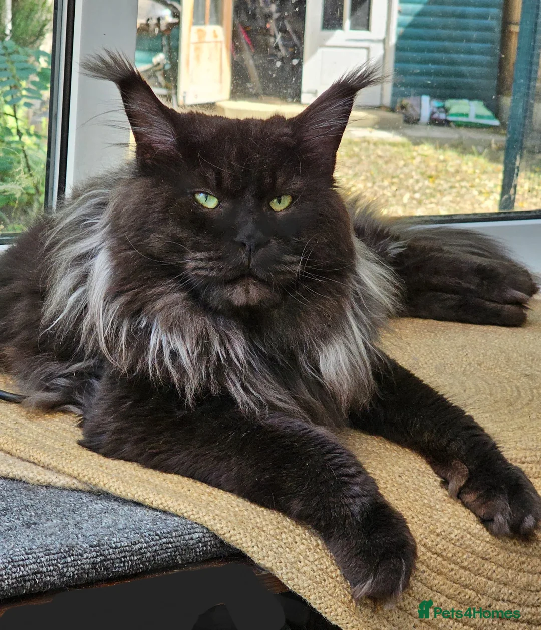 Maine Coon cats for stud: Maincoon for STUD duties in Rainham - Advert 1