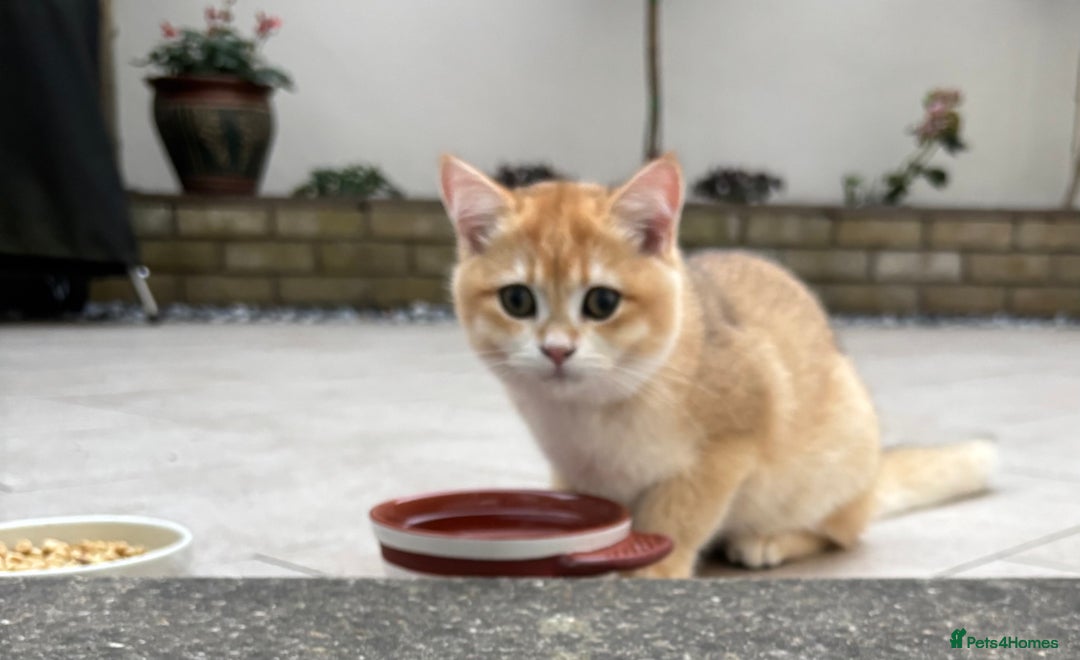 British Shorthair cats for sale:  Golden British Shorthair kittens  in London - Image 11
