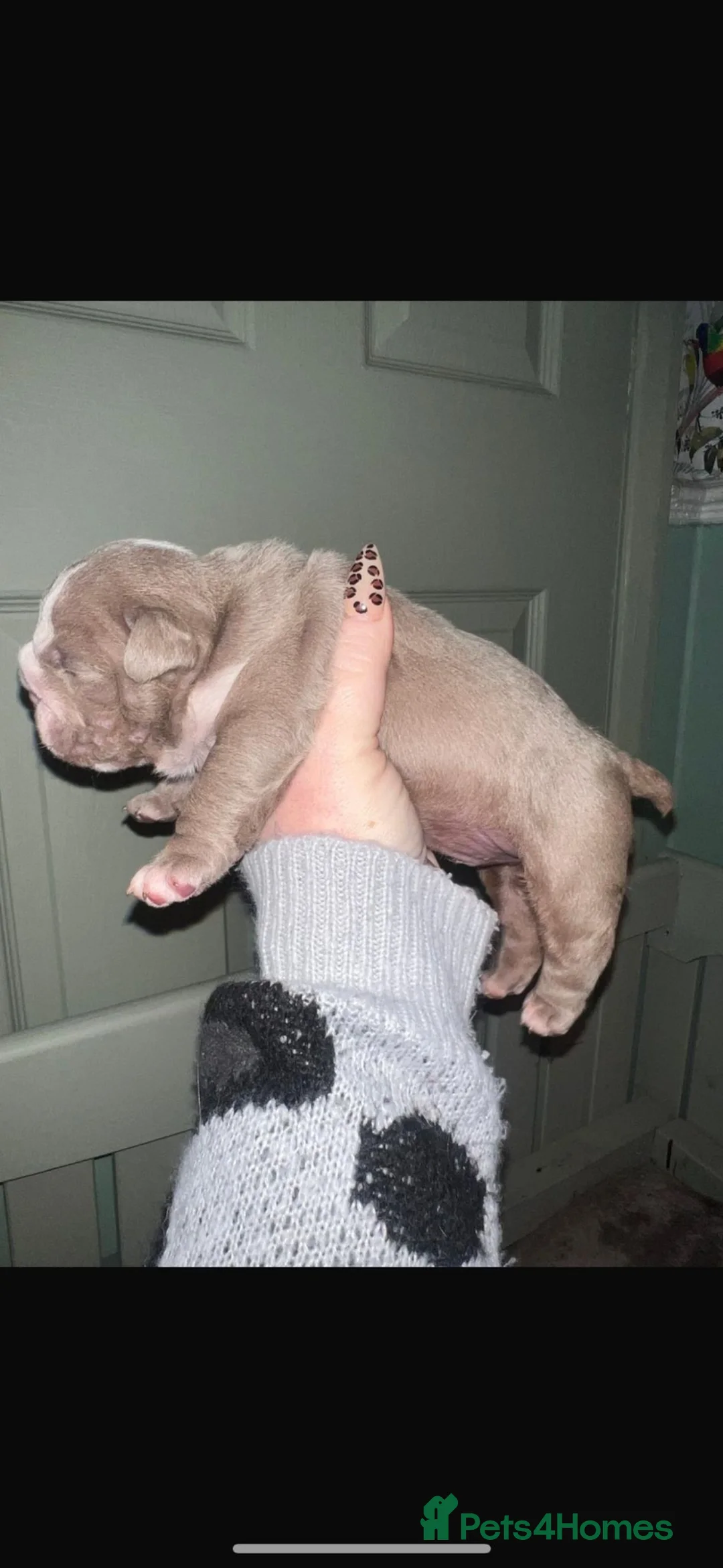 English Bulldog dogs for sale: Male British English bulldog  - Advert 6