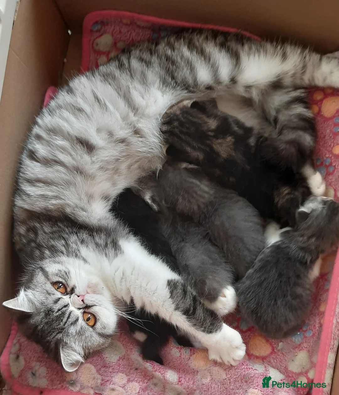 Persian cats for sale: GCCF Registered 3 Persian and 2 Exotic kittens - Advert 6