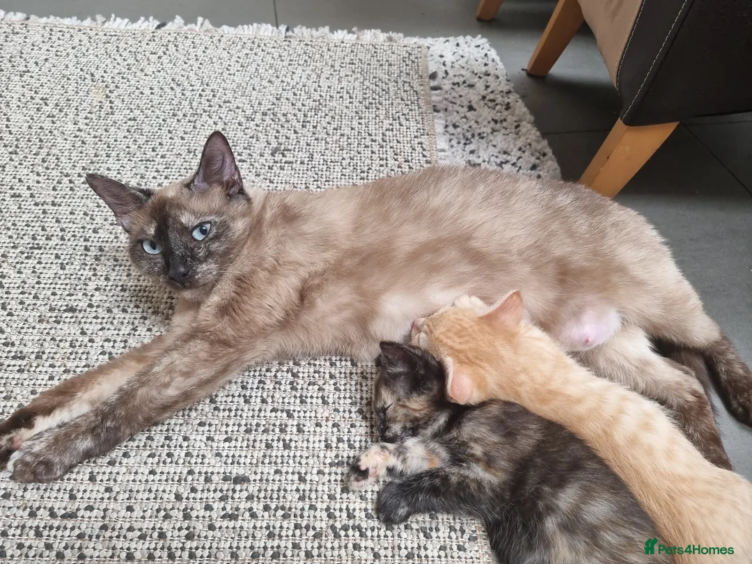 Mixed Breed cats for sale: 3 Ginger and 1 mixed coloured kittens  - Advert 1