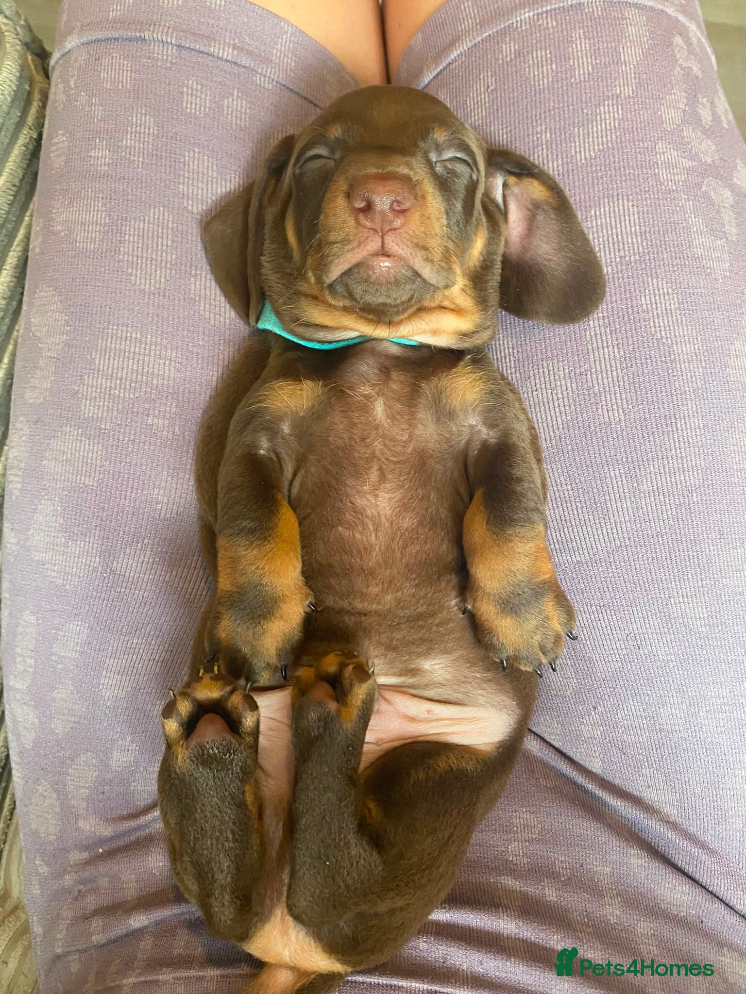 Dachshund dogs Gorgeous litter of dachshunds - Advert 11