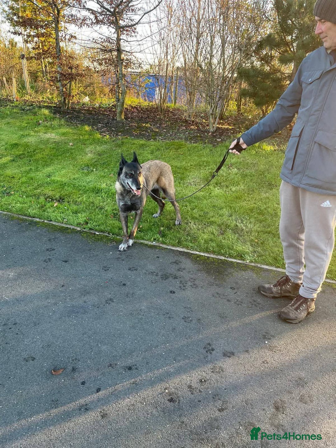 Mixed Breed dogs for adoption: Meet Sasha, currently residing in Merseyside  - Advert 4