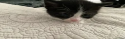 Domestic Shorthair cats for sale: Beautiful kittens ready in 5 weeks - Advert 38
