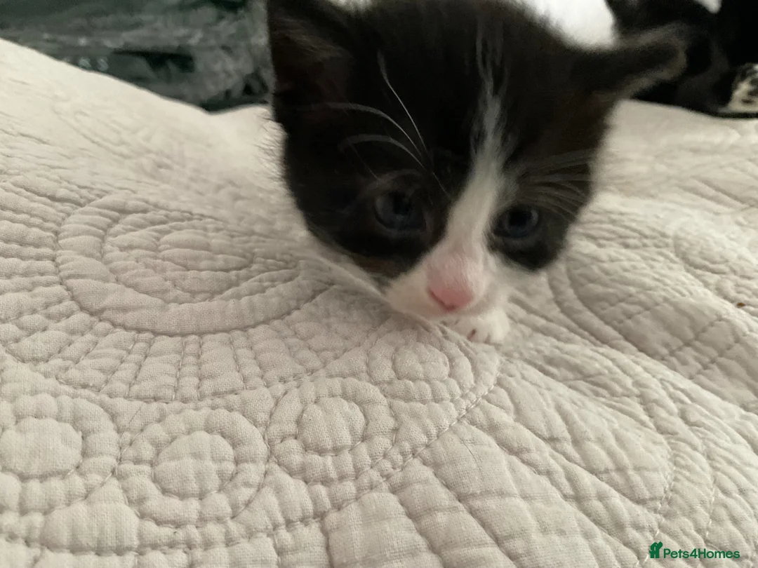 Domestic Shorthair cats for sale: Beautiful kittens ready in 5 weeks - Advert 38