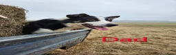 Border Collie dogs for sale: Black and White Border Collie boy puppy - Advert 7