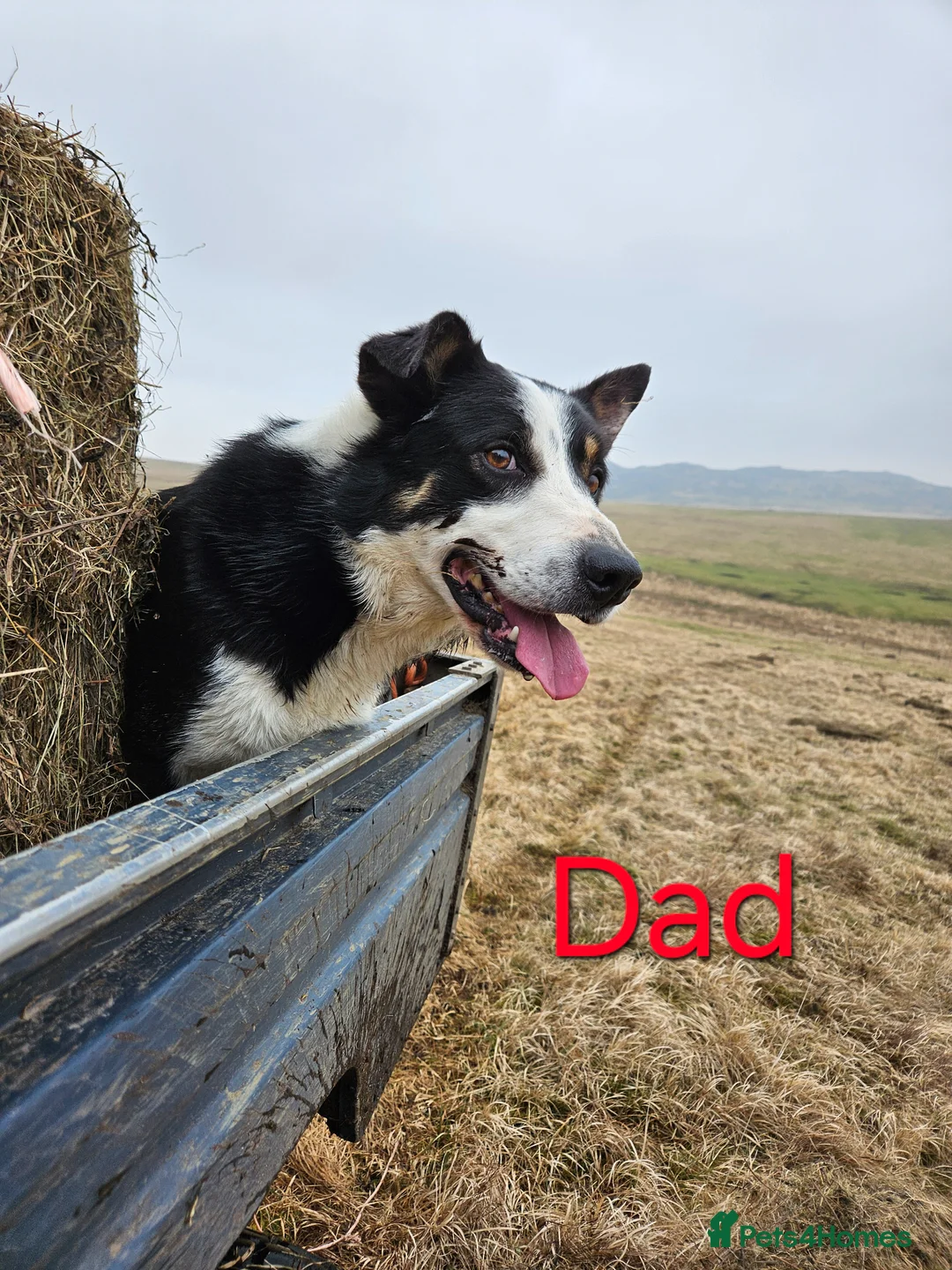Border Collie dogs for sale: Black and White Border Collie boy puppy - Advert 7