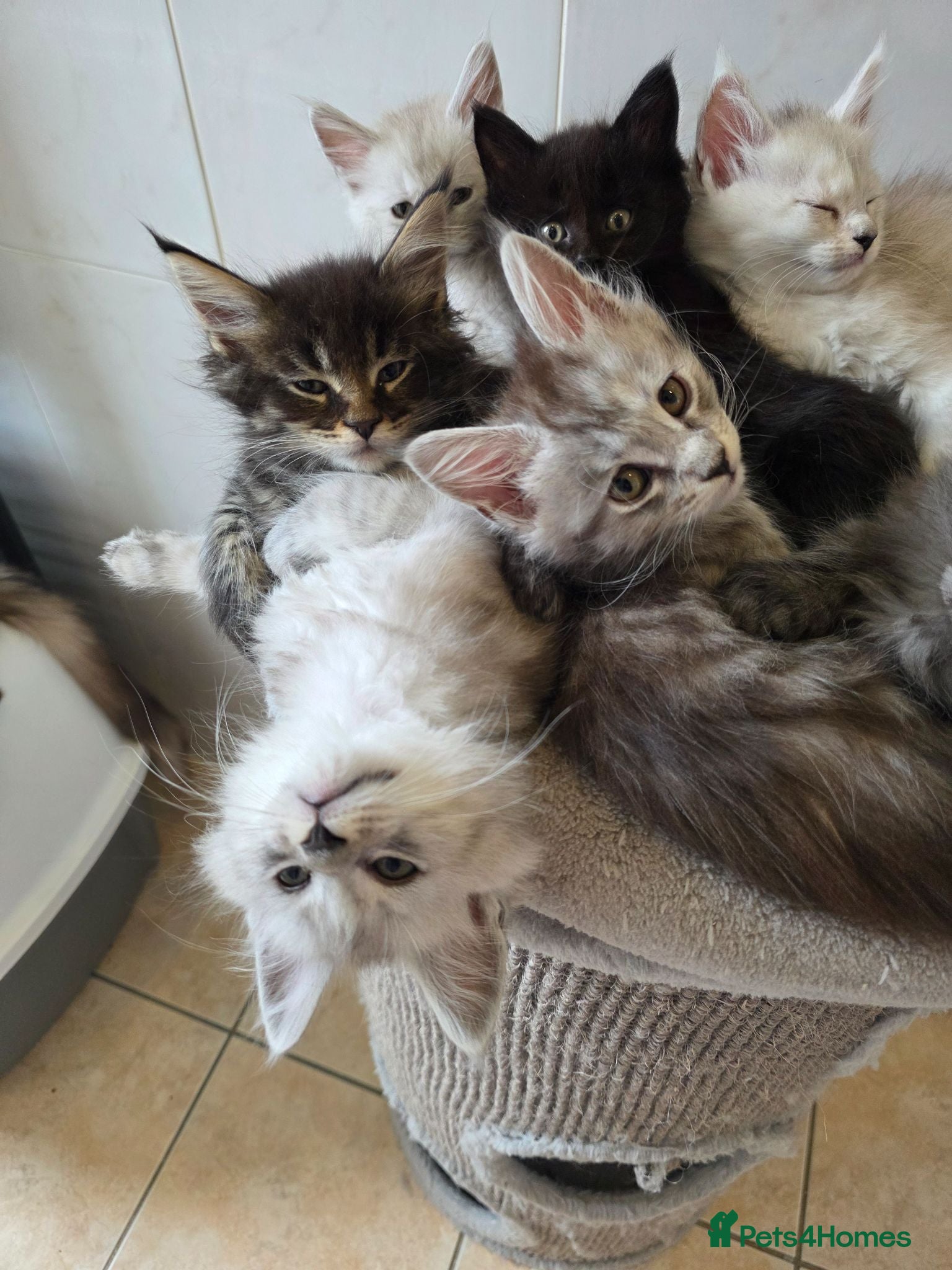 Maine Coon cats Pedigree TICA Registered Maine Coon Kittens - Advert 1