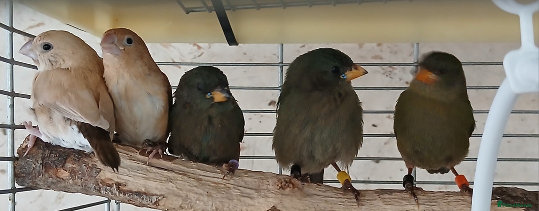 Finches birds for sale:  Finches=Red throated parrotfinchs  - Image 6
