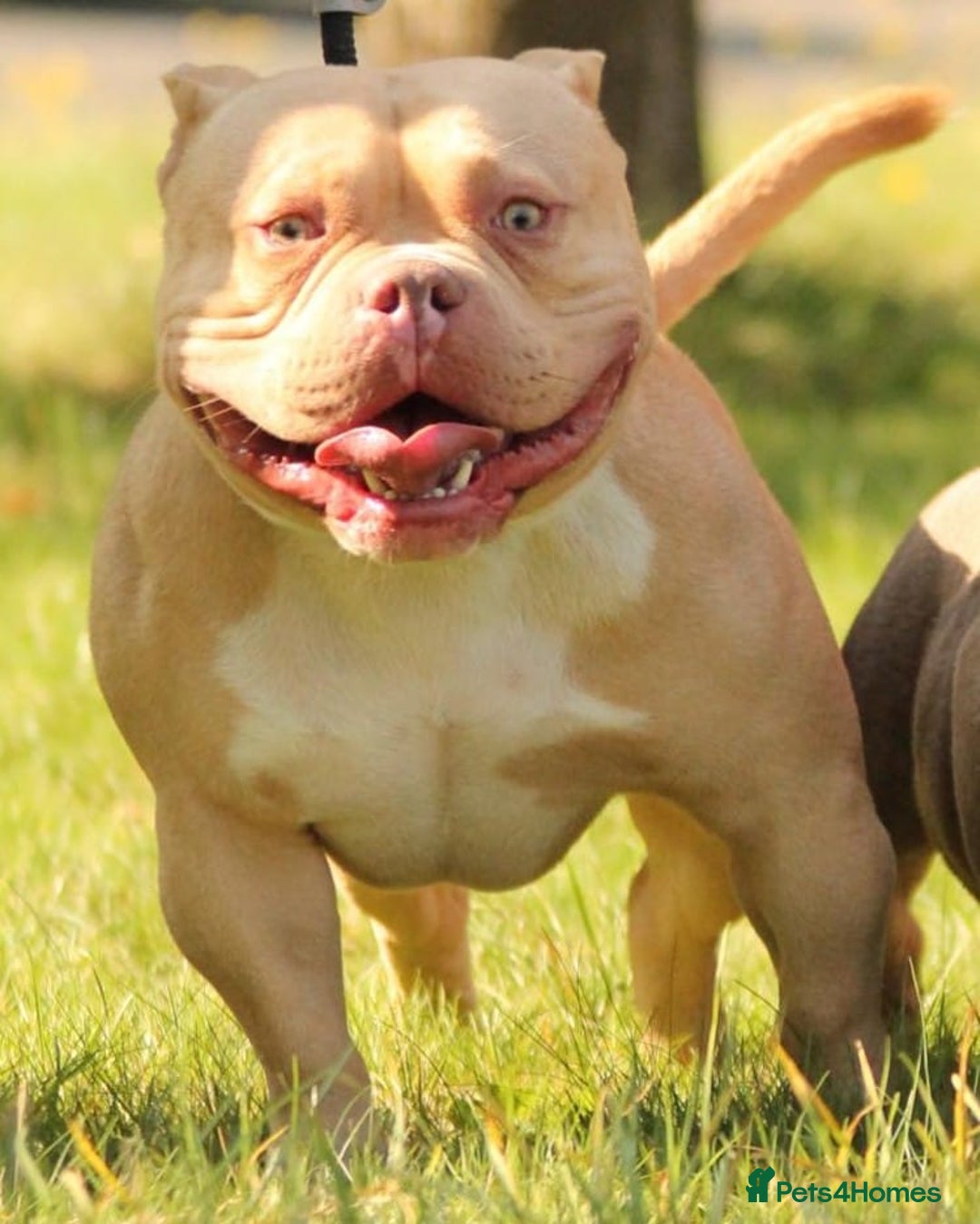 American Bully dogs for sale: Pocket bully  - Image 19