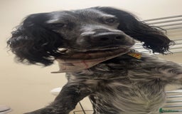 Cocker Spaniel dogs for stud: Stud cocker spaniel - Image 4